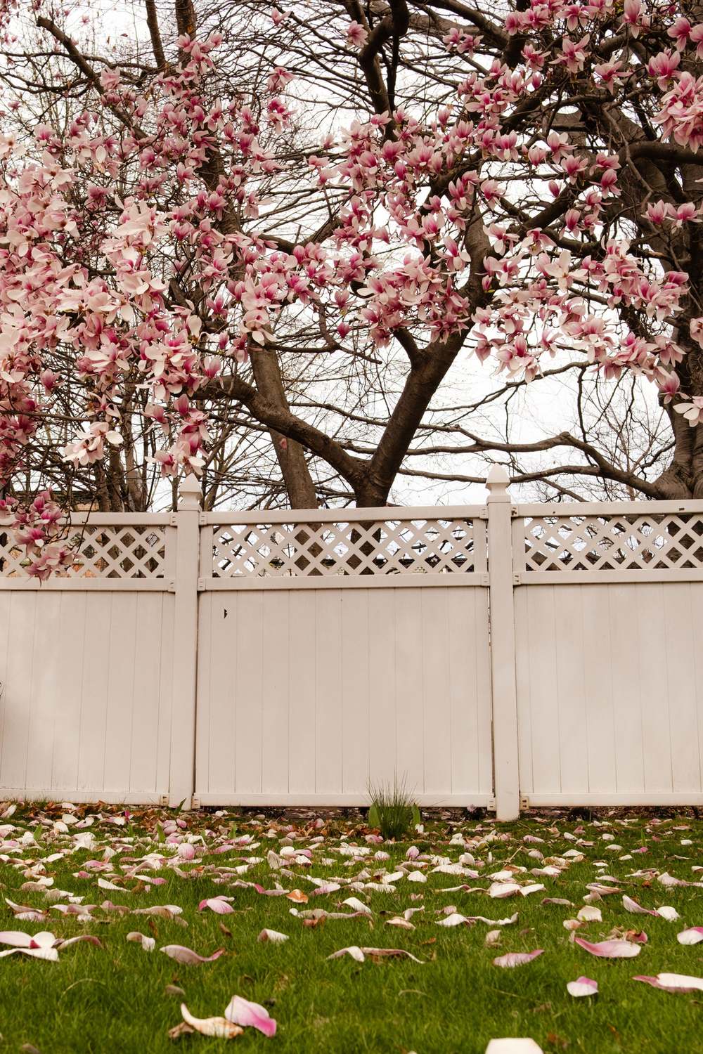White vinyl privacy in Carmel