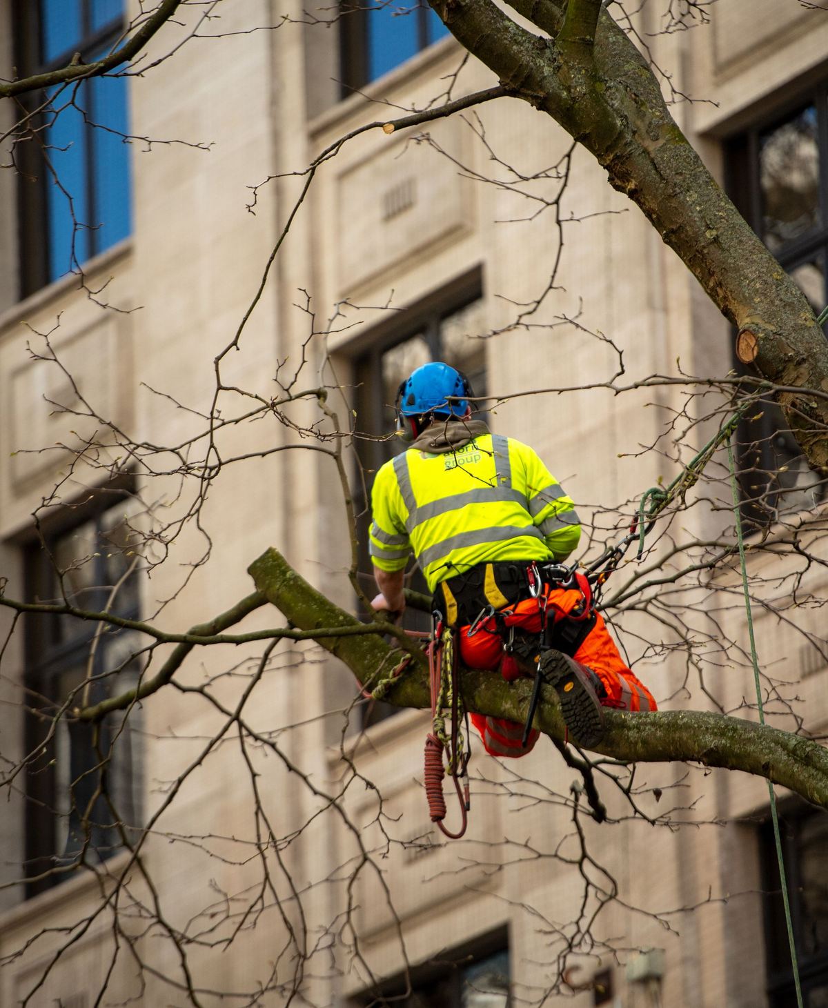 Clearance pruning in Sellwood